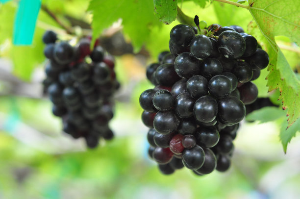 新鲜的葡萄图片下载