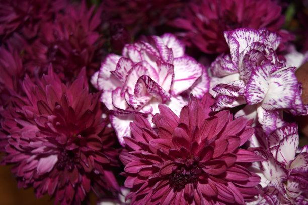 紫色的花串图片下载