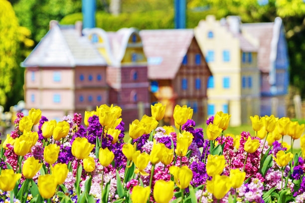 郁金香图片下载