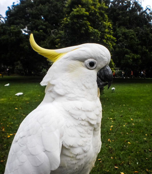 凤头鹦鹉图片下载