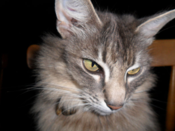 沉思中的猫。图片下载