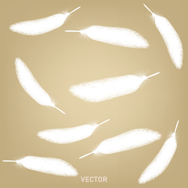 羽毛向量图片下载