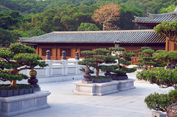 池林庵花园里的盆景树图片下载