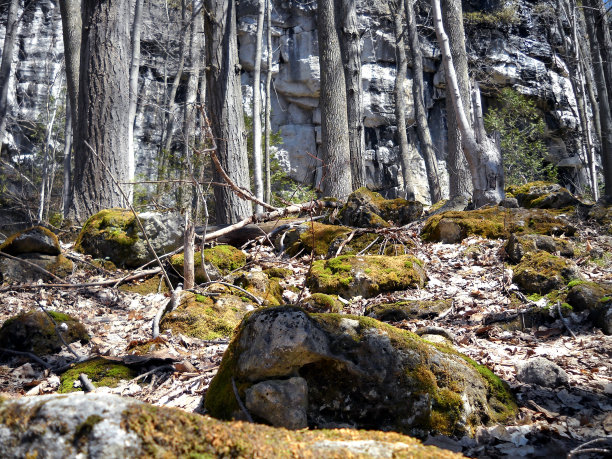 苔藓石头和灰树图片下载