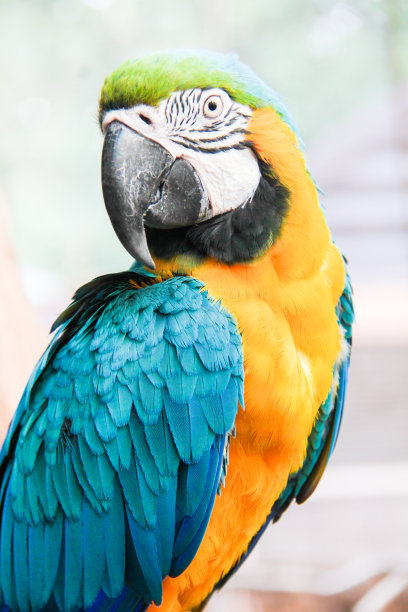 金刚鹦鹉站着图片下载