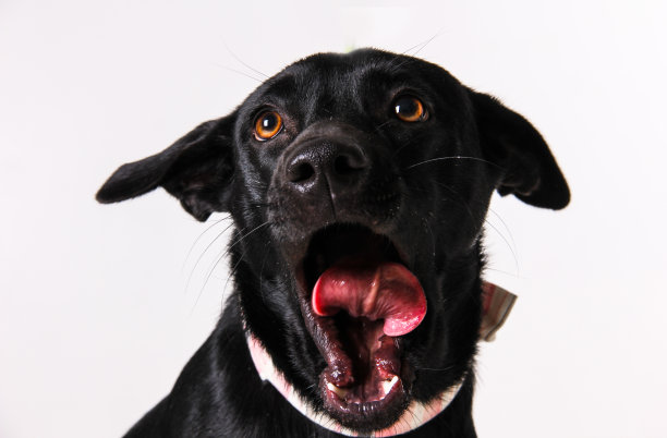 狗打哈欠吐舌头图片下载