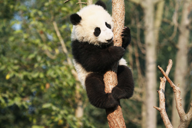 大熊猫?素材图片