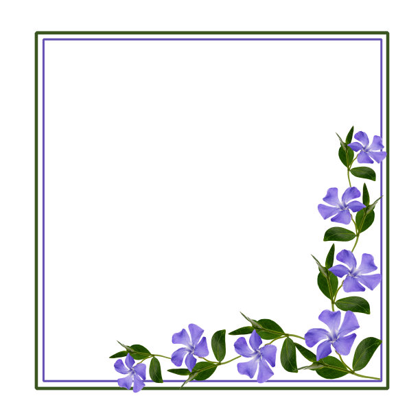 小长春花花的角落图片下载