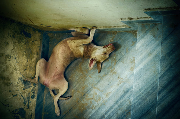 滑稽的睡着的宠物狗的肖像图片下载