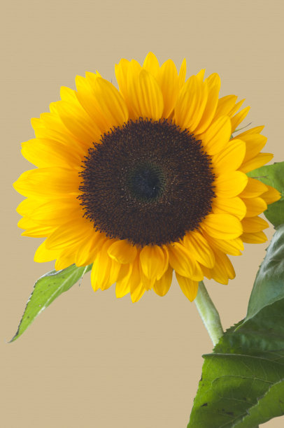 向日葵图片下载