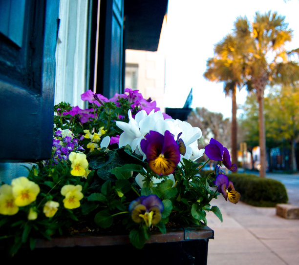 南方的春天图片下载