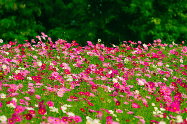 宇宙花海图片下载