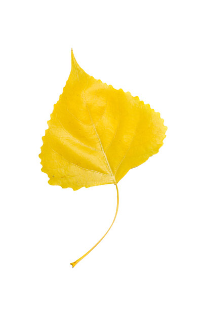 杨树的叶子图片下载