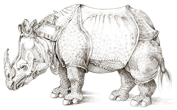 犀牛穿衣服图片下载