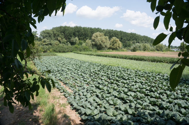 卷心菜领域图片下载
