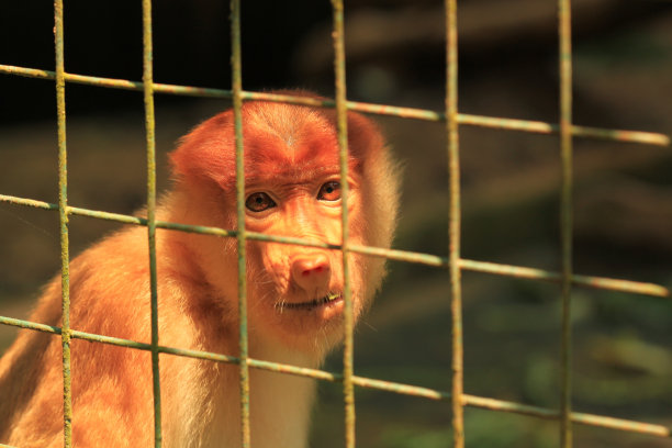 伤心的长鼻猴在笼子里图片下载