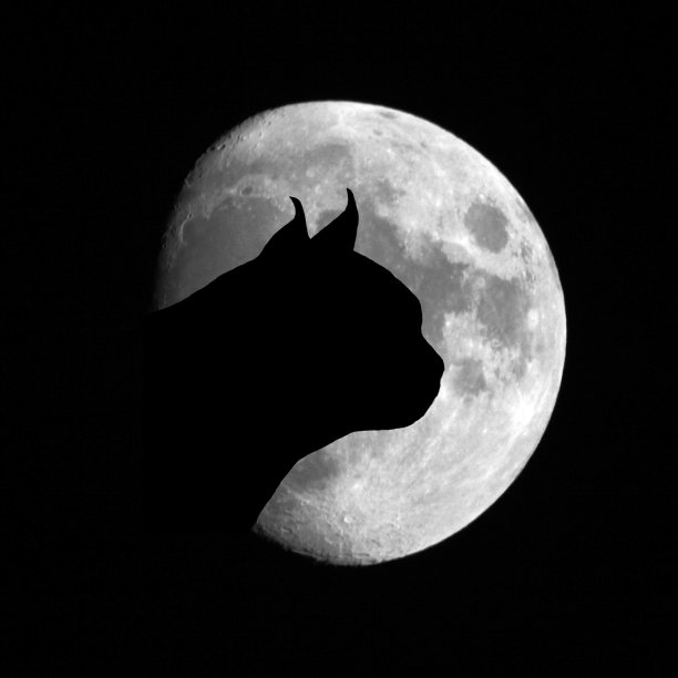 月亮背景上的猫图片下载