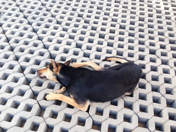 黑狗躺在水泥砖地上图片下载