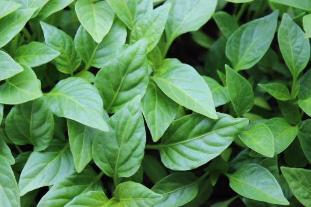 辣椒盛开图片下载