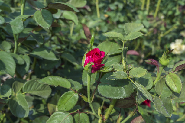红玫瑰图片下载