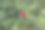 红玫瑰图片下载