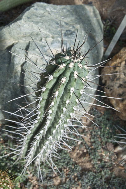 仙人掌图片下载