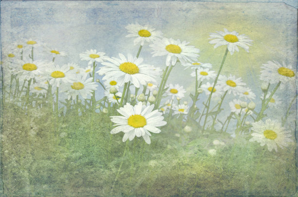 黛西场图片下载