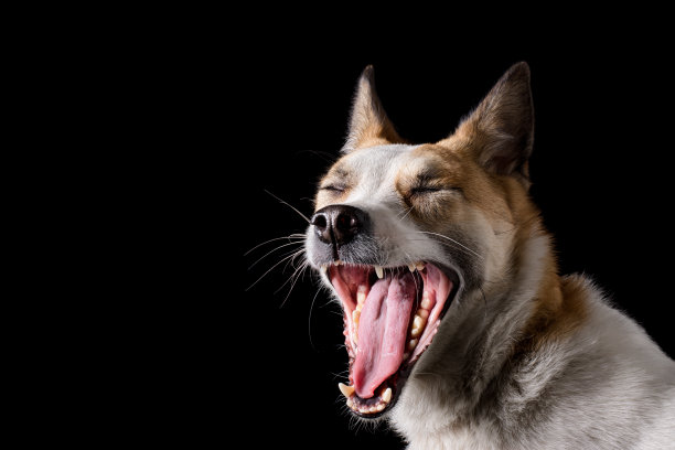 狗打哈欠图片下载