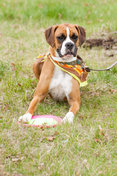 拳师犬躺在草地上图片下载