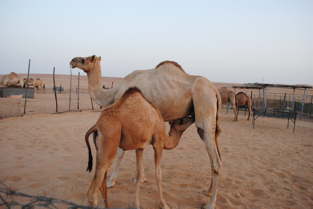 沙漠中的骆驼图片下载