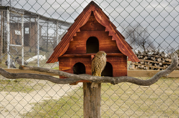 被囚禁的秃鹰图片下载