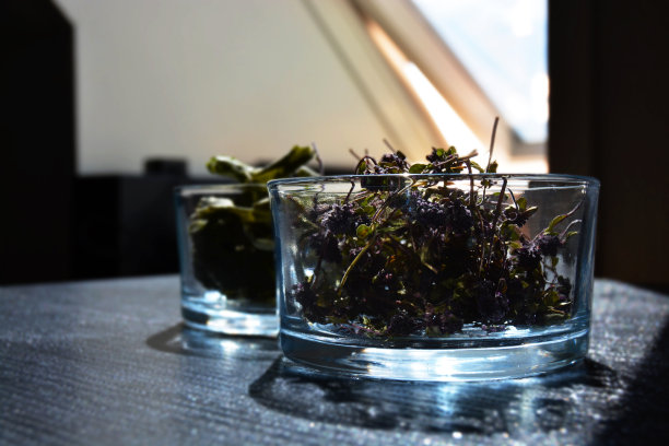 百里香图片下载