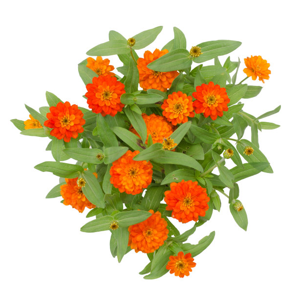 盛开的百日菊孤立在白色的背景图片下载