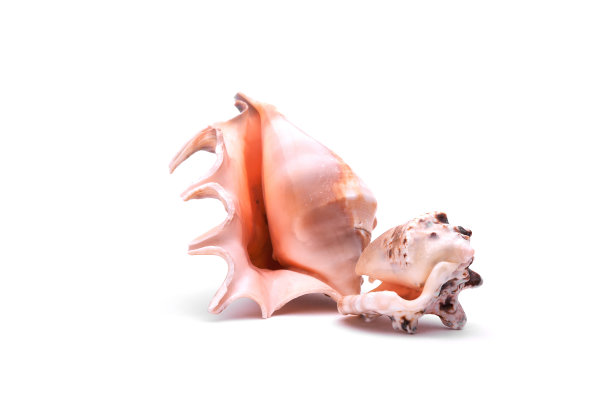 两种贝壳孤立在白色上的组成。图片下载