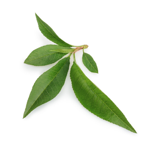 桃叶孤立在白色背景上图片下载