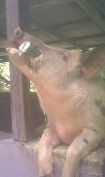 大猪喝啤酒图片下载