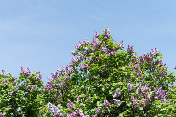 淡紫色花朵图片下载