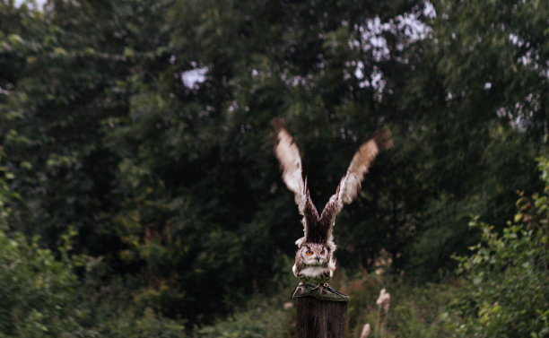 孟加拉鹰枭图片下载