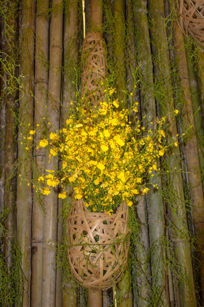 黄兰花装在木篮子里。图片下载