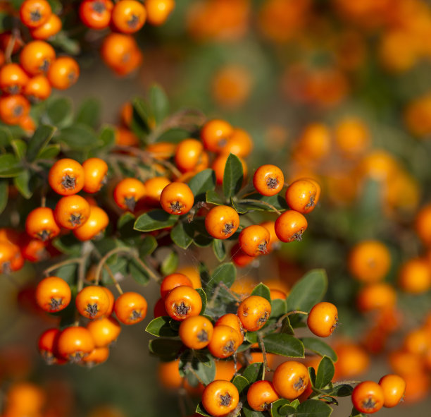 橘色rowanberry (sorbus aucuparia)枝。浅焦点的背景。图片下载
