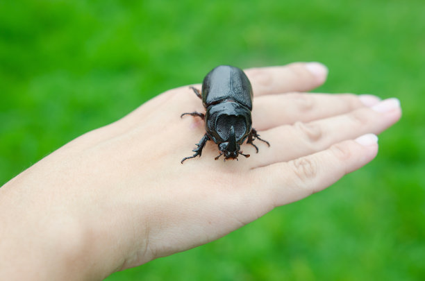 圣甲虫在女人手上图片下载