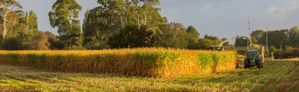 玉米收获新西兰的方式图片下载