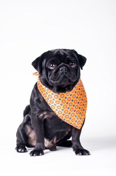 黑色时尚的狗图片下载