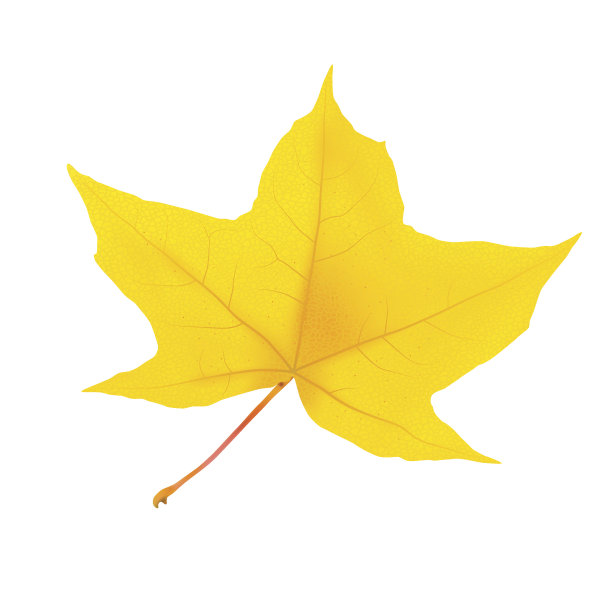 枫叶图片下载
