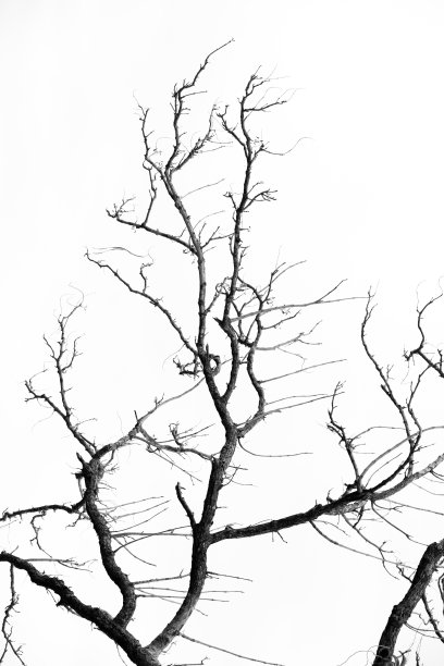 背景的分支为黑色和白色图片下载