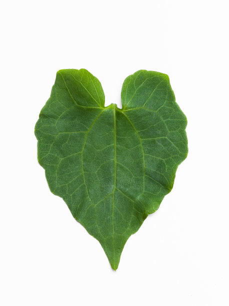 孤心形绿叶图片下载