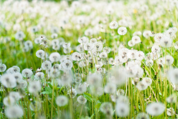 蒲公英领域图片下载