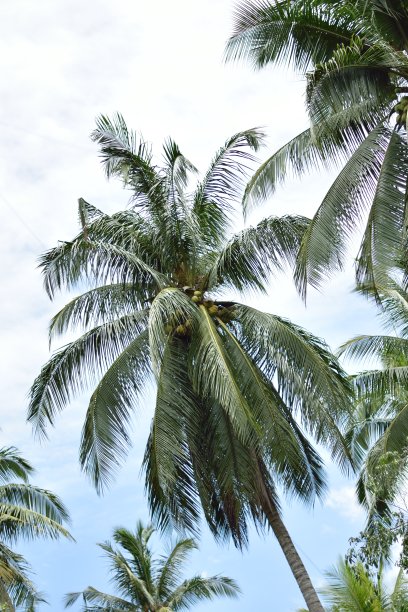 泰国的椰子树图片下载