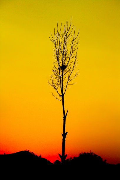 早春的天空和一棵无叶的树图片下载