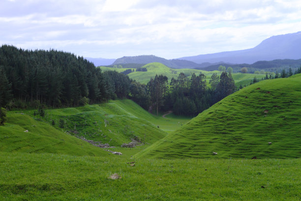 绿色牧场图片下载